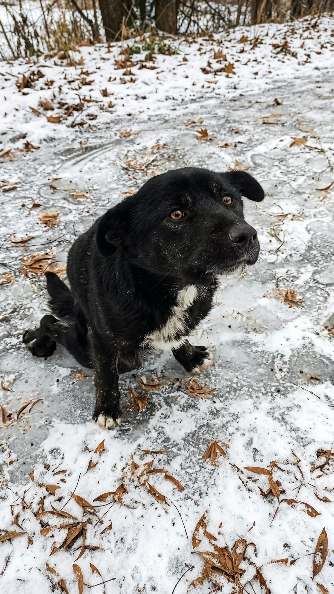 Oscar the Paralyzed Dog Finds Hope After Crawling Through Snow for Help
