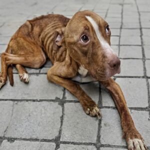 Reese's Remarkable Recovery: From 17 Pounds to a Thriving 34