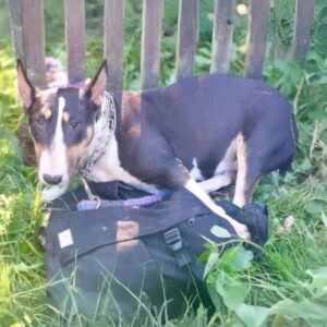 Neo's Journey: From a Chain to a Loving Home in Just Weeks