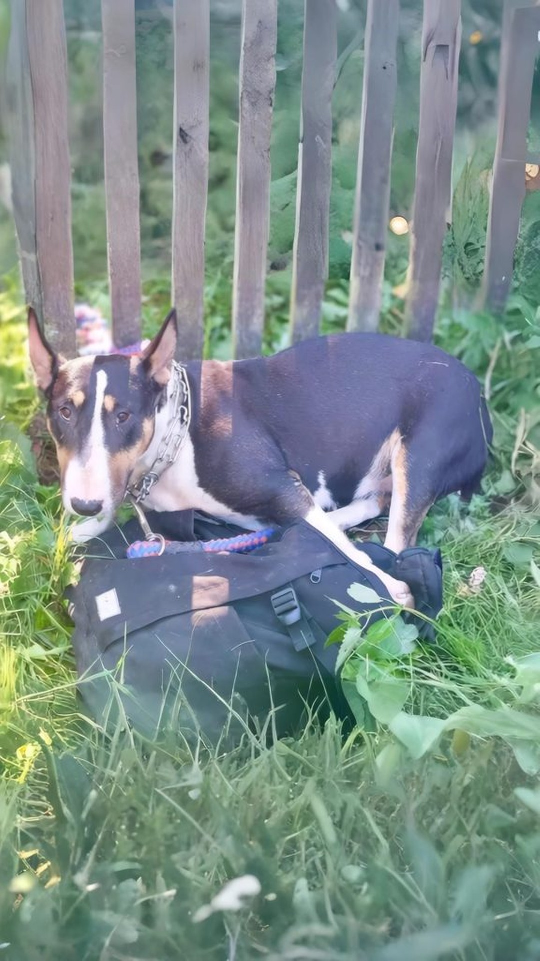 Neo's Journey: From a Chain to a Loving Home in Just Weeks