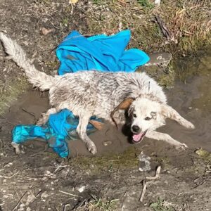 From a Ditch to Safety: How a Mother Dog's Struggle Led to Her Puppies' Rescue
