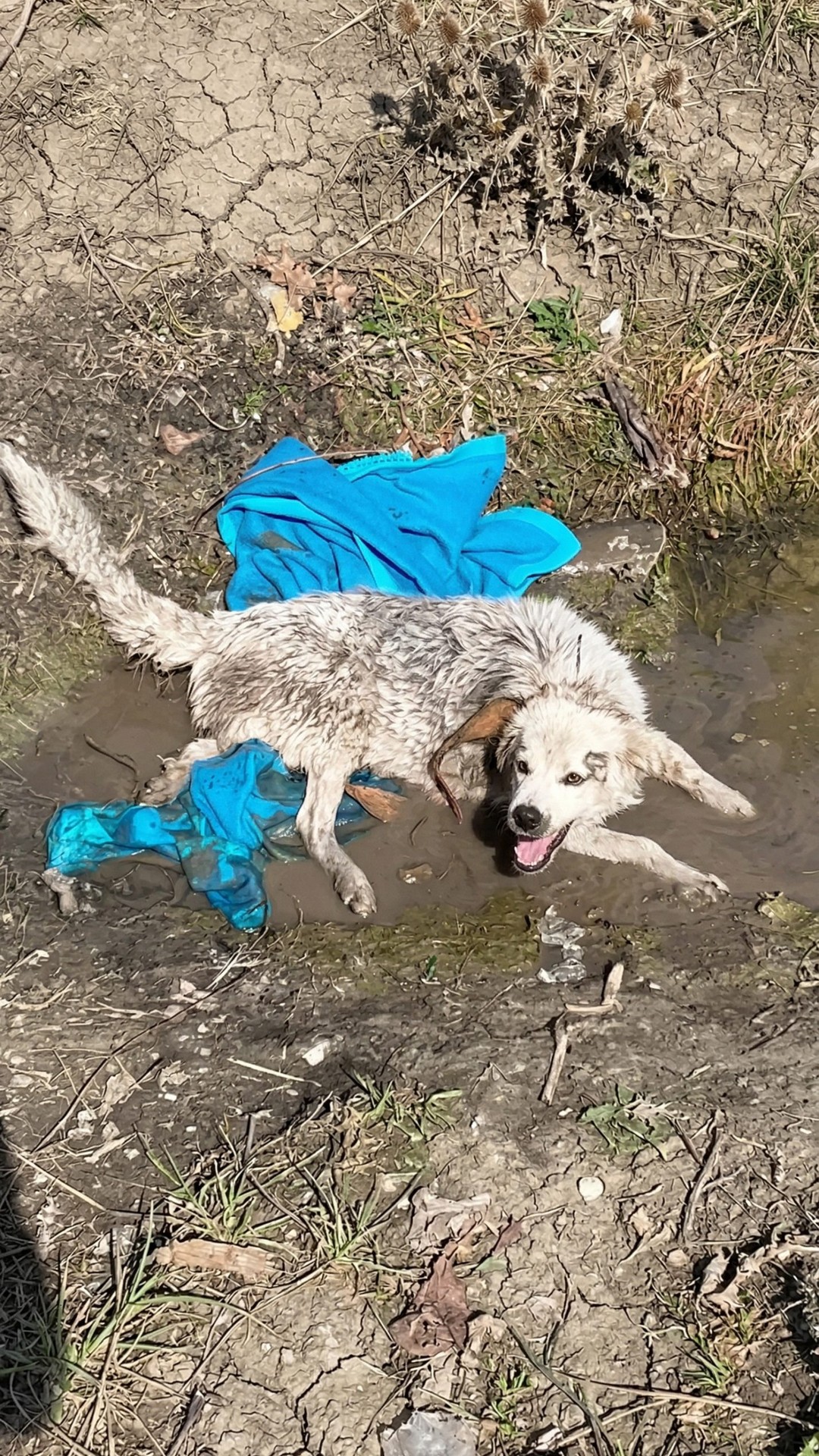 From a Ditch to Safety: How a Mother Dog's Struggle Led to Her Puppies' Rescue