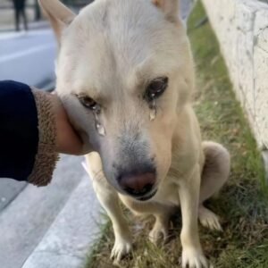 Factory Guard Dog Left Injured and Alone for Days Gets Second Chance