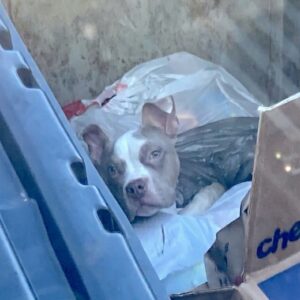 Duke's Transformation: From Dumpster to Loving Home in Just Weeks