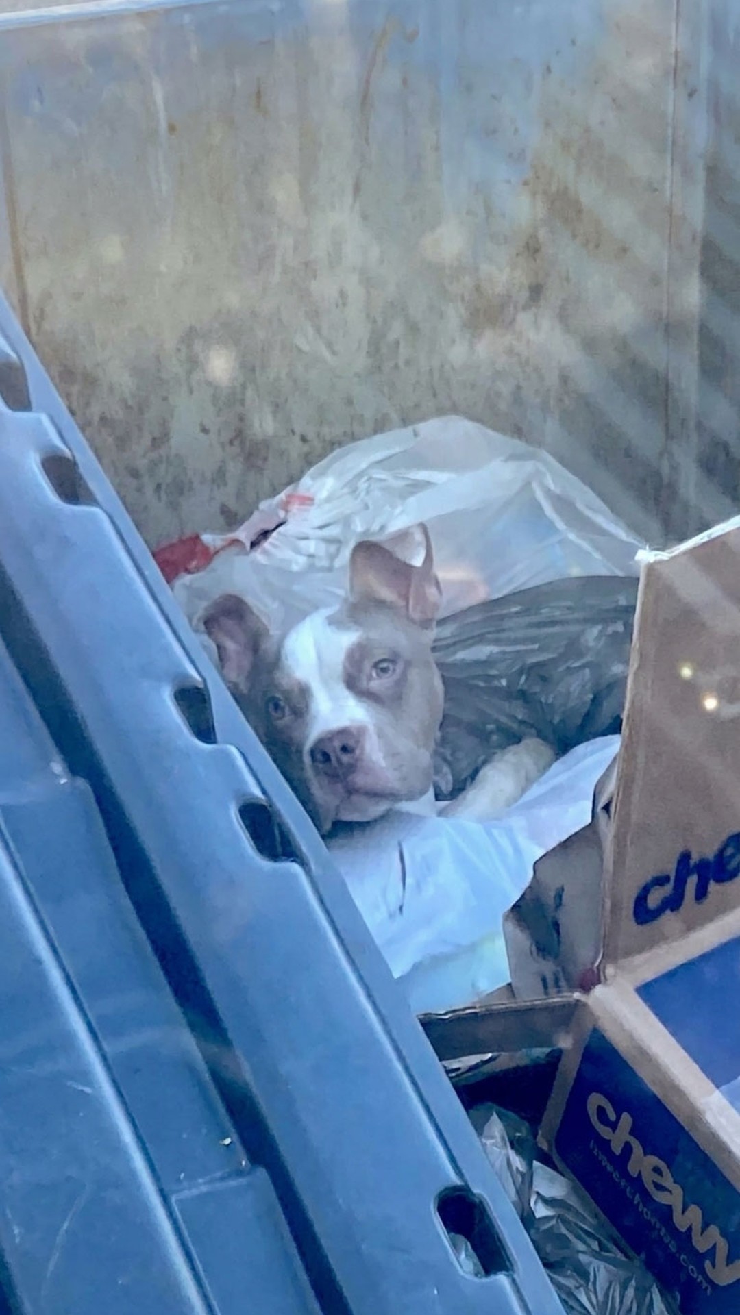 Duke's Transformation: From Dumpster to Loving Home in Just Weeks
