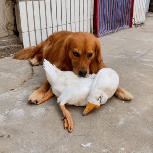 Golden Retriever Shows Unwavering Loyalty to His Duck Friend Over Time
