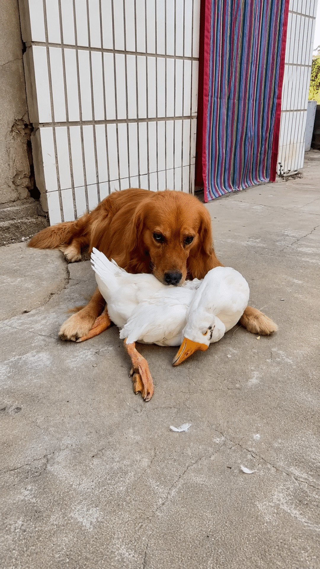 Golden Retriever Shows Unwavering Loyalty to His Duck Friend Over Time