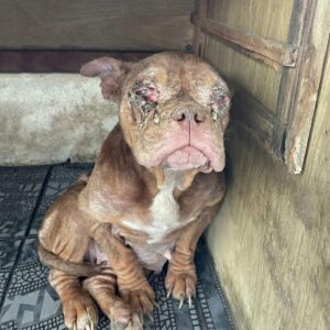 Rescue Team Finds Mother Dog Locked in Darkness, Revealing Heartbreaking Condition