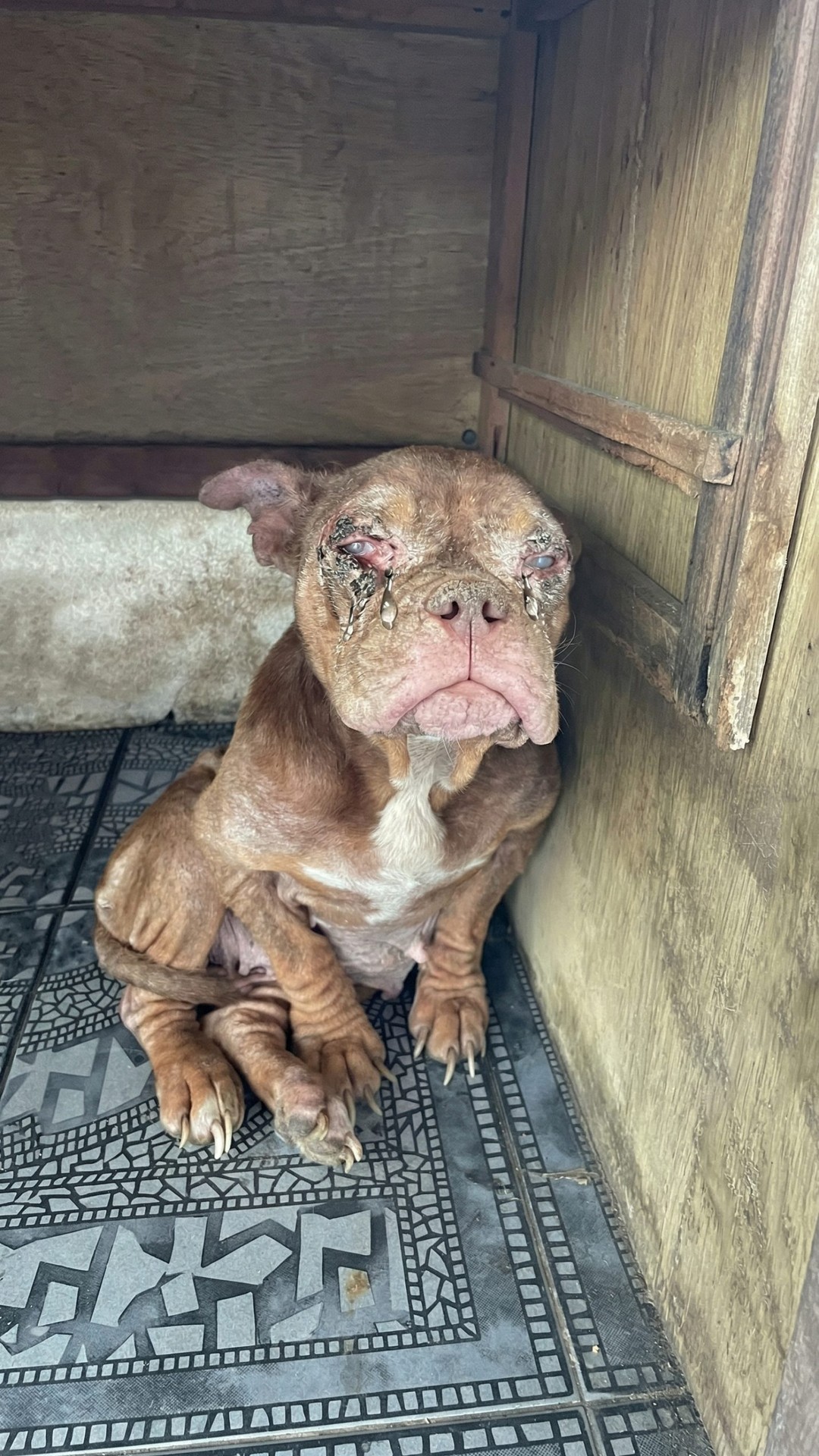 Rescue Team Finds Mother Dog Locked in Darkness, Revealing Heartbreaking Condition