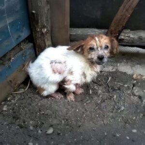 Leonard's Transformation: From Abandoned to Adored in Just One Month