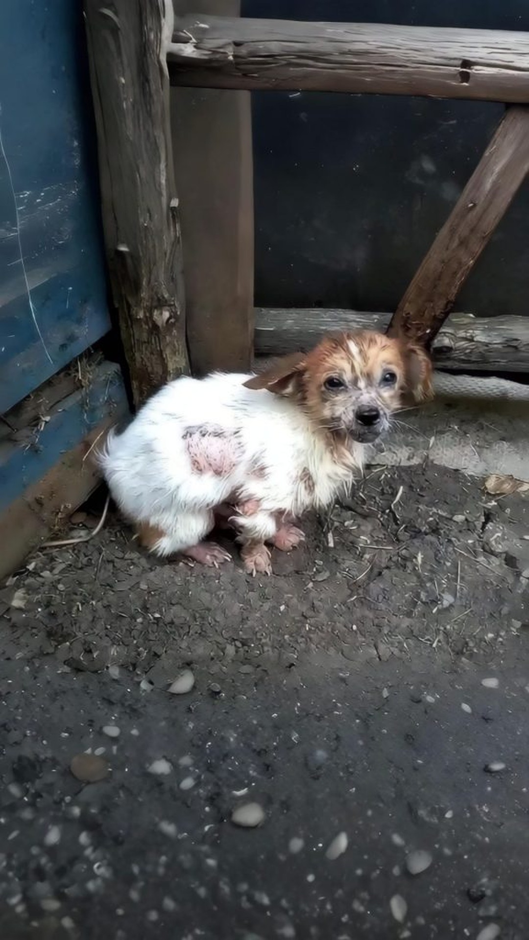 Leonard's Transformation: From Abandoned to Adored in Just One Month