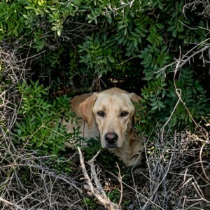 Nala's Remarkable Recovery: From Near Death to Thriving in Three Years