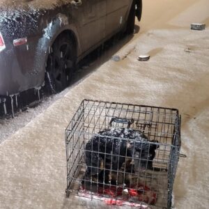 Rescued from Freezing: A Dog's Journey from a Crate to a Loving Home