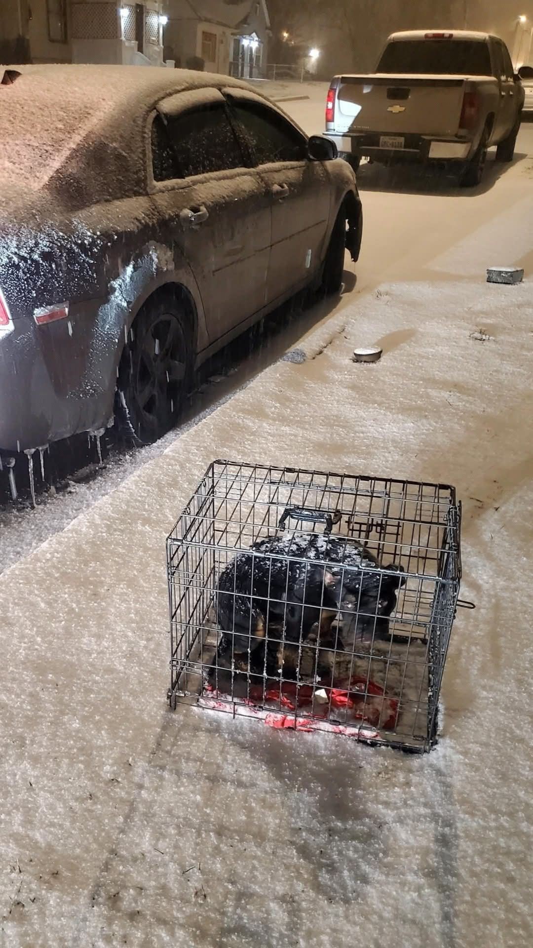 Rescued from Freezing: A Dog's Journey from a Crate to a Loving Home