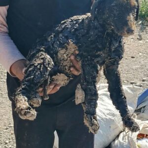 Three Puppies Rescued from a Tar Trap After Desperate Call for Help