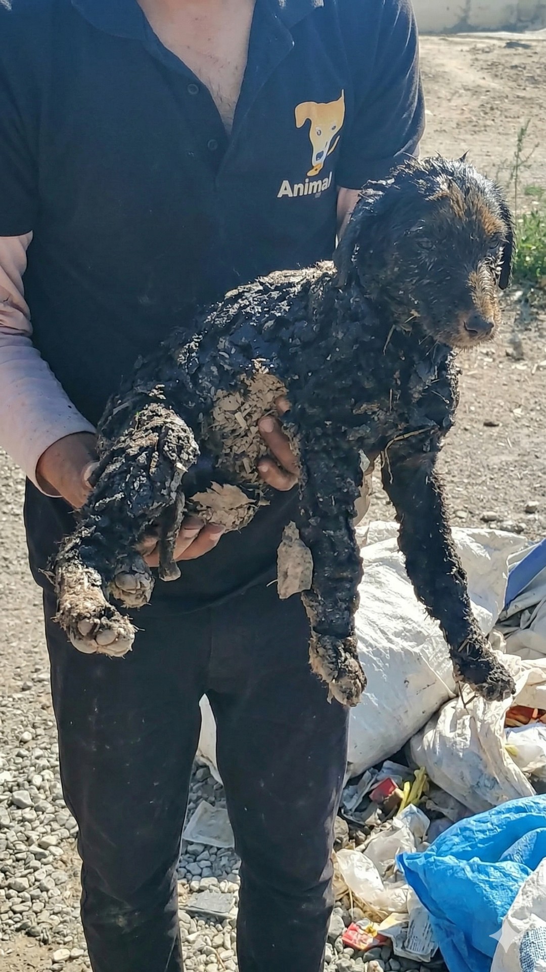 Three Puppies Rescued from a Tar Trap After Desperate Call for Help