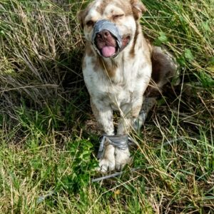 Dog Found with Mouth Taped and Tail Wagging After Rescue by Plumbers