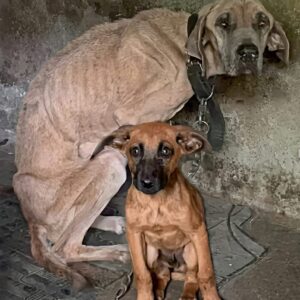 Chico's Recovery: From Losing His Mother to Finding a Loving Home