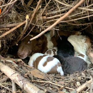 Mother Dog Walks to Shelter to Save Her Six Puppies