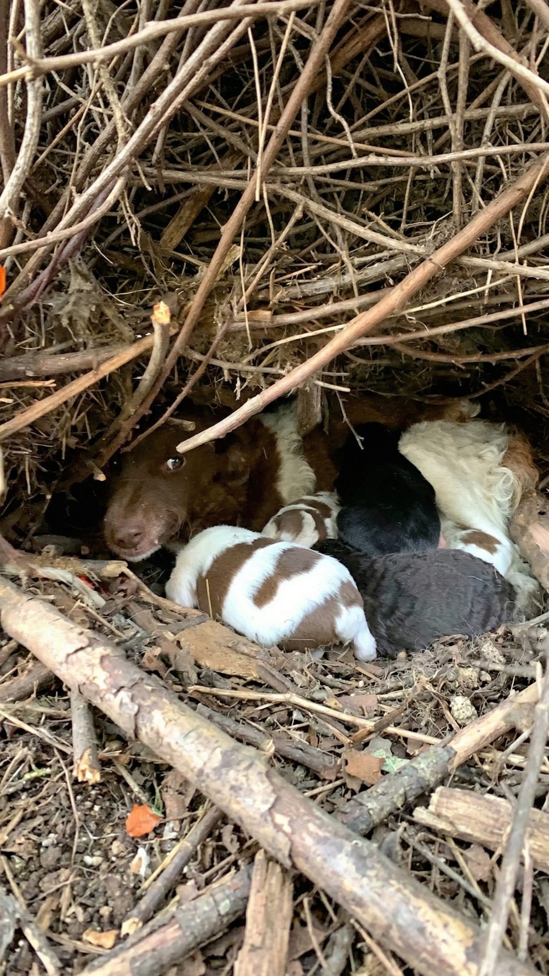 Mother Dog Walks to Shelter to Save Her Six Puppies