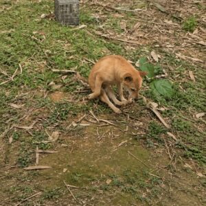 Determined Dog Thrives Despite Paralysis of His Back Legs