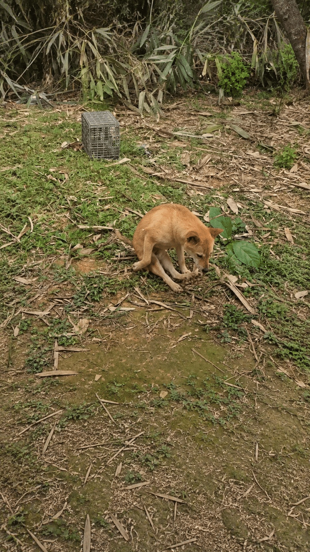 Determined Dog Thrives Despite Paralysis of His Back Legs