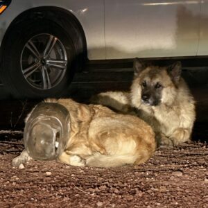 From Desperation to Relief: Dog Rescued After Being Trapped in a Plastic Jug