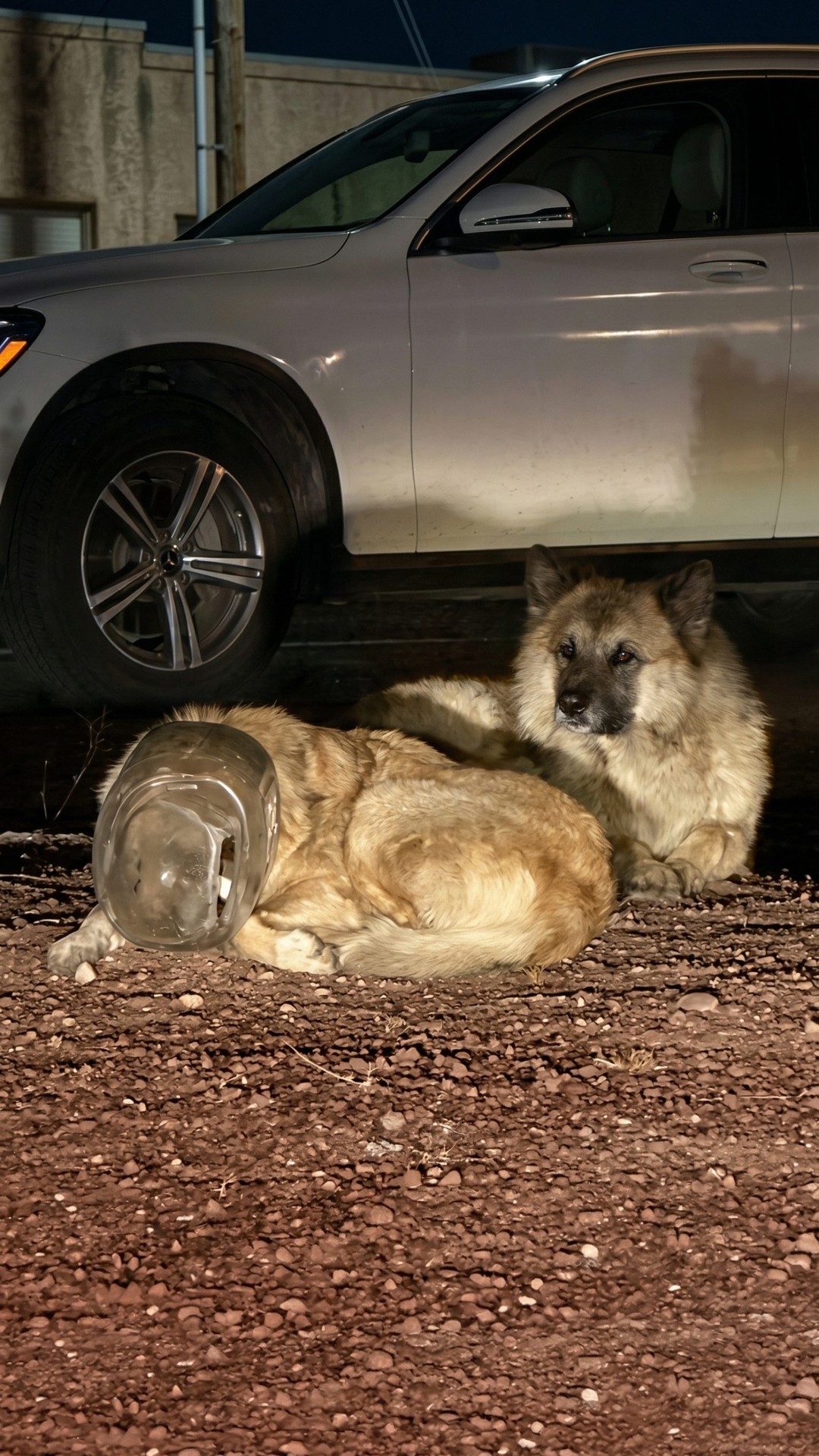 From Desperation to Relief: Dog Rescued After Being Trapped in a Plastic Jug
