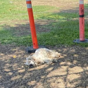 Senior Dog Tethered to Traffic Cone Finally Rescued After Two Days