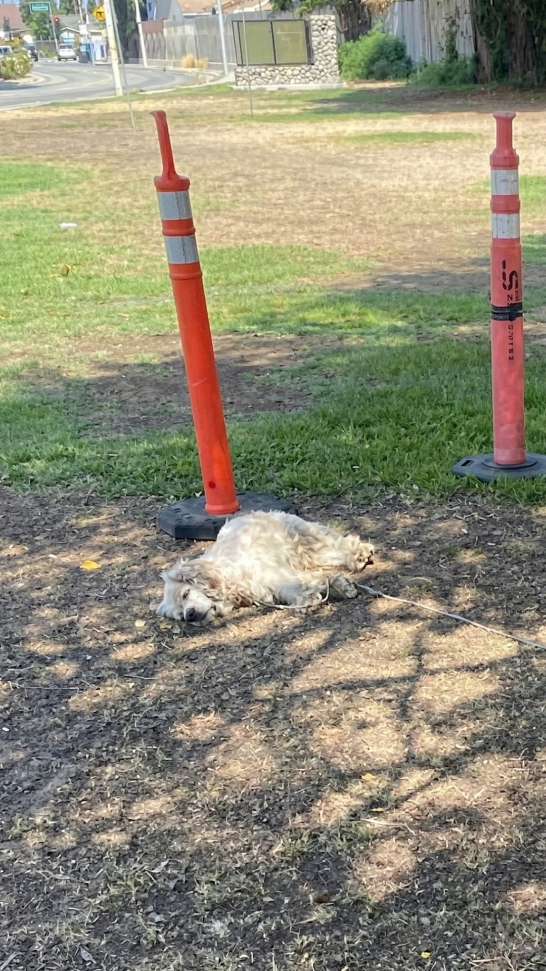 Senior Dog Tethered to Traffic Cone Finally Rescued After Two Days