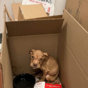 Tiny Puppy Drummy Defies Odds After Being Abandoned in KFC Bathroom