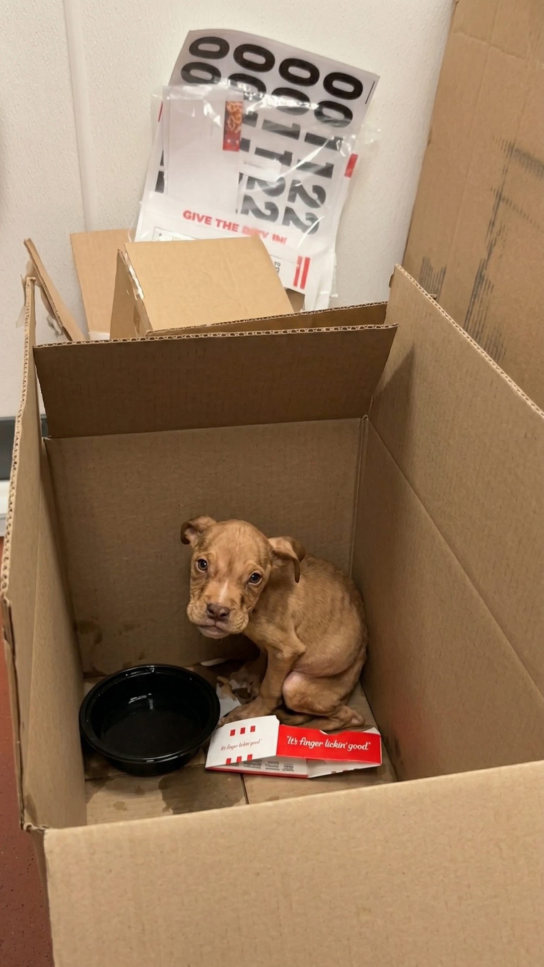 Tiny Puppy Drummy Defies Odds After Being Abandoned in KFC Bathroom