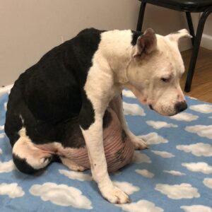 Nina's Tumors Removed: A Life-Changing Surgery After Years of Neglect