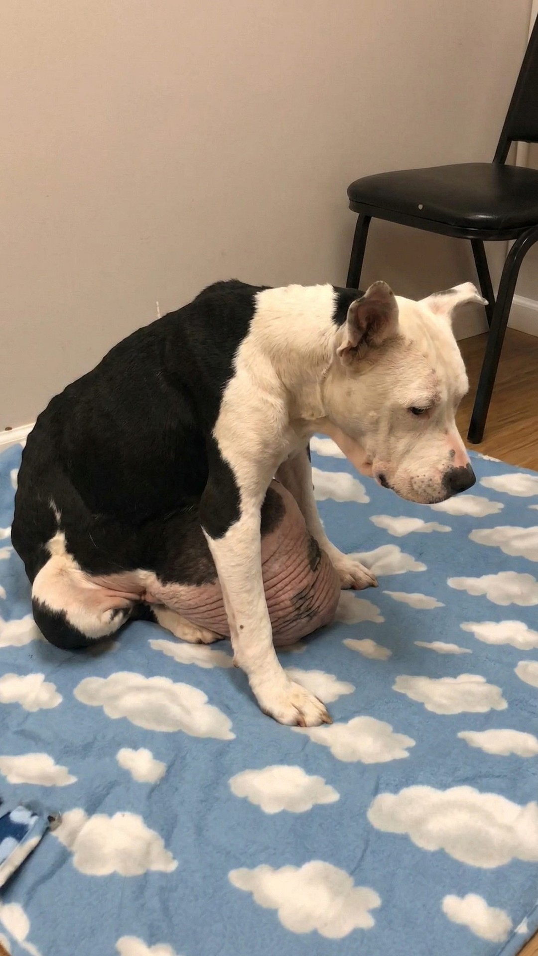 Nina's Tumors Removed: A Life-Changing Surgery After Years of Neglect