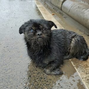 Mia's Transformation: From Abandoned in the Rain to Caring Mother