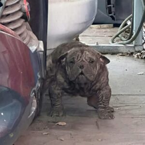 From Isolation to Joy: Zuul's Rescue Journey in Three Weeks