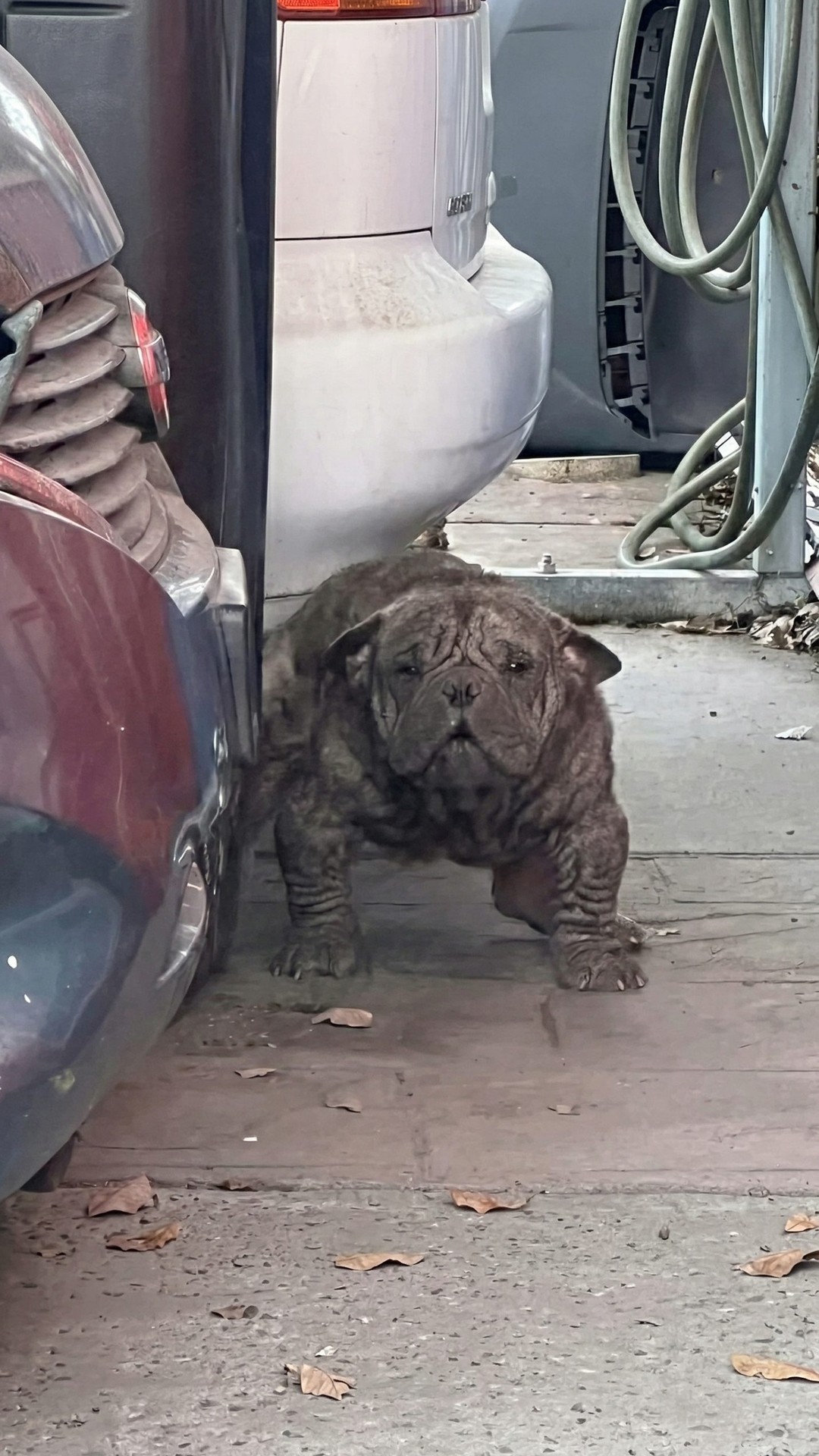 From Isolation to Joy: Zuul's Rescue Journey in Three Weeks