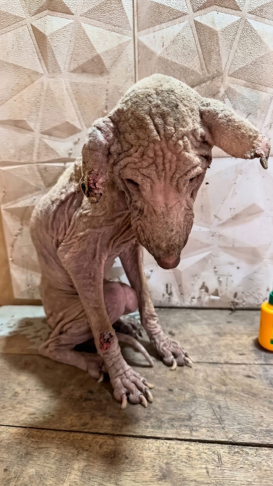 Dog Found After Seven Years Trapped in Dark Basement