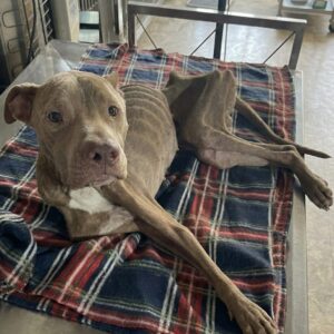 Rescue Reveals Starved Dog Locked in 2m² Room for Years