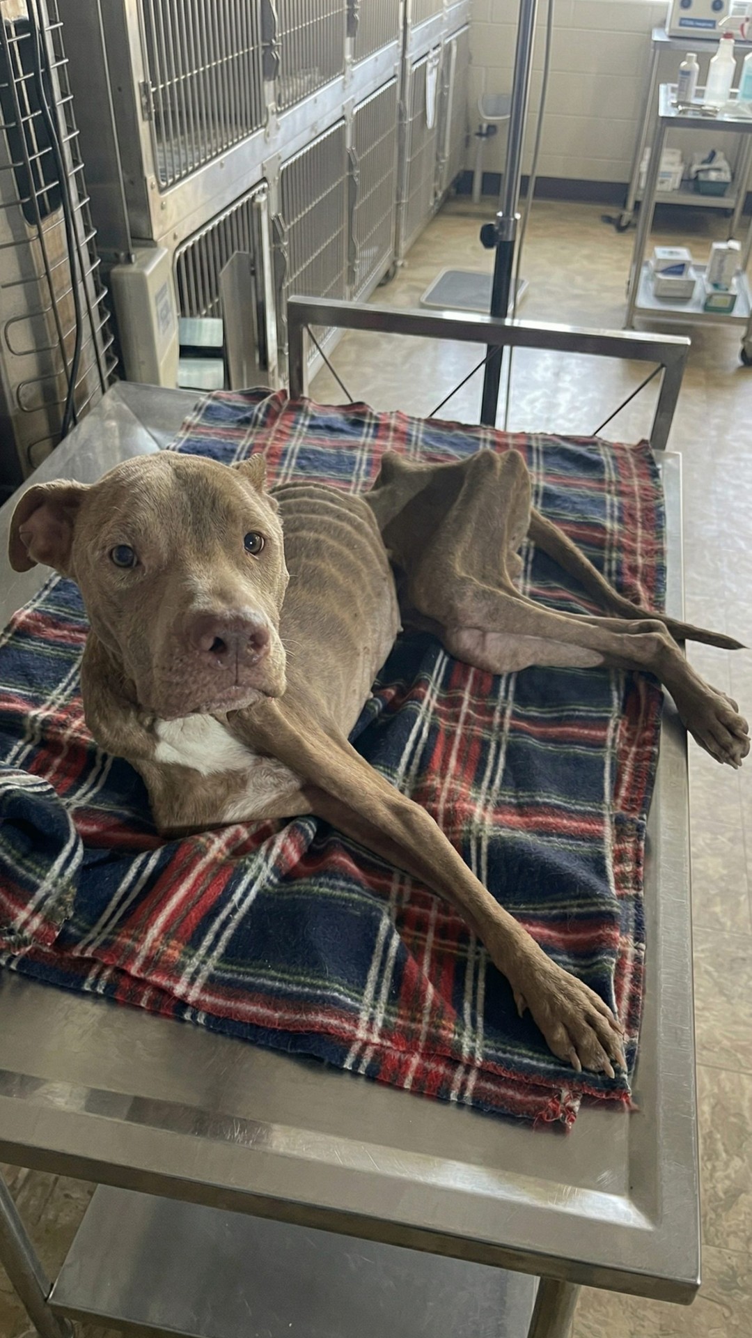Rescue Reveals Starved Dog Locked in 2m² Room for Years