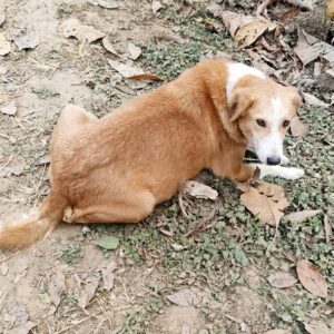 Rescue Team Saves Paralyzed Mother Dog Apricot and Her Six Puppies