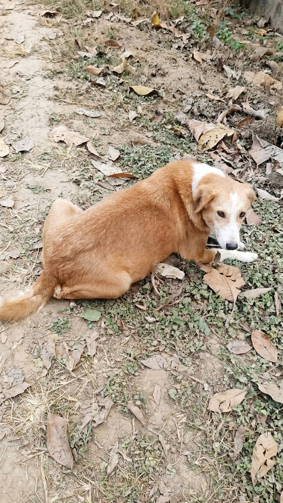 Rescue Team Saves Paralyzed Mother Dog Apricot and Her Six Puppies