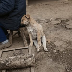 A Man’s Kindness Transforms a Shivering Puppy in the Rain
