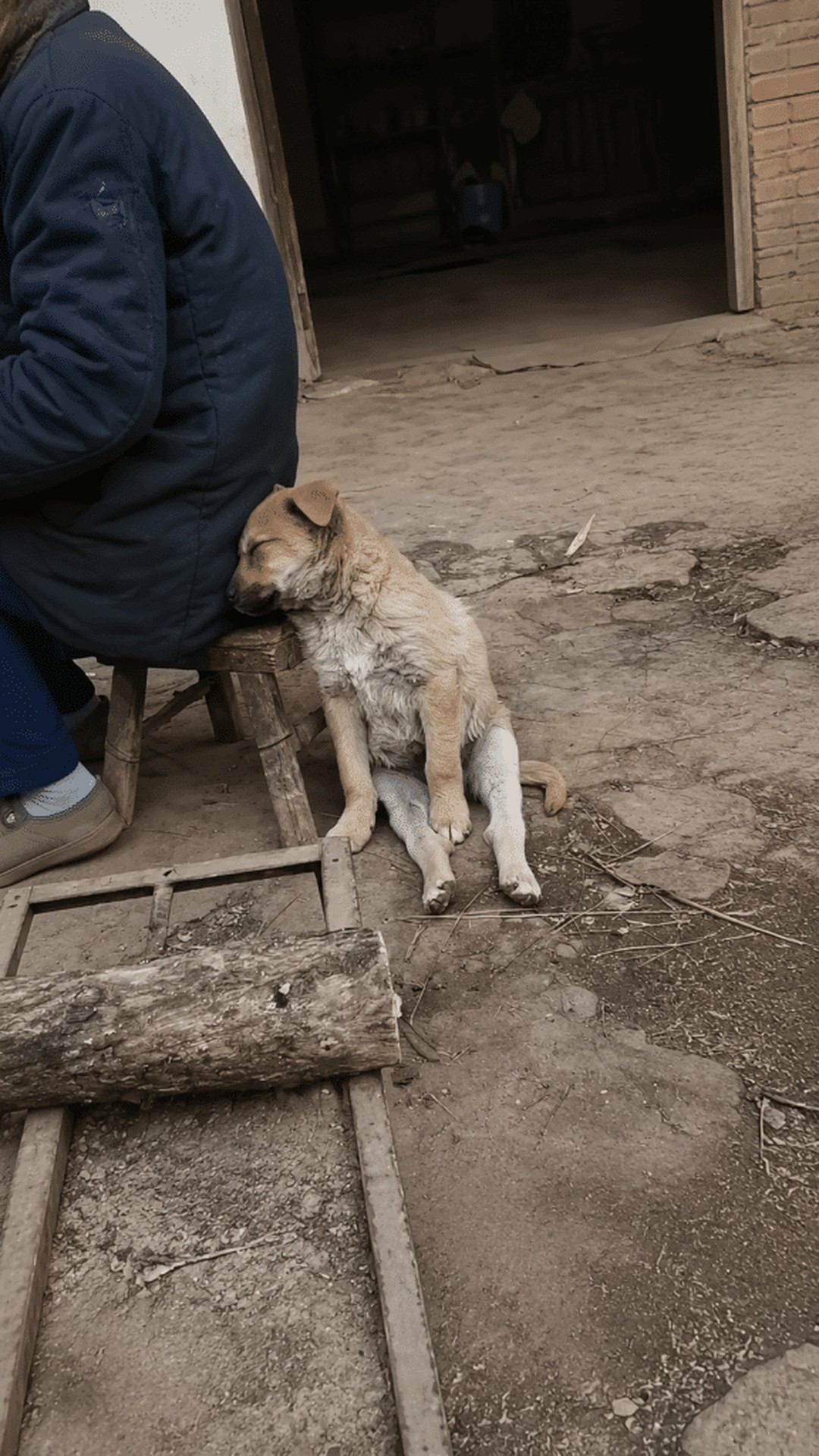 A Man’s Kindness Transforms a Shivering Puppy in the Rain