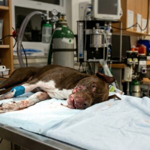 Caitlyn's Recovery: From Muzzled Suffering to a Joyful Home
