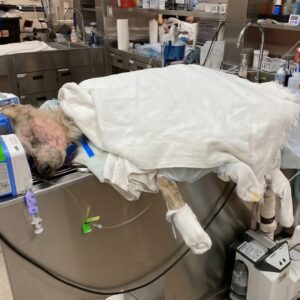 Jake the Husky: A Remarkable Recovery Over Three Months