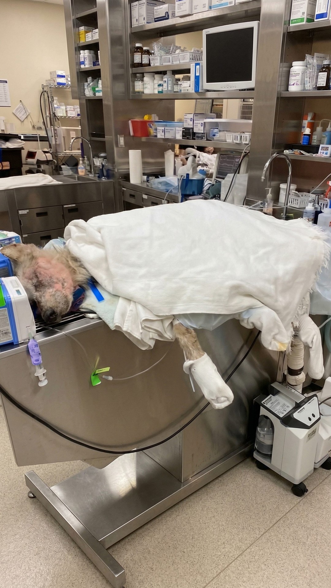 Jake the Husky: A Remarkable Recovery Over Three Months