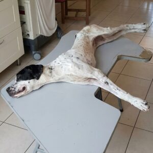 From Total Paralysis to Playful Pup: Micky's Incredible Recovery
