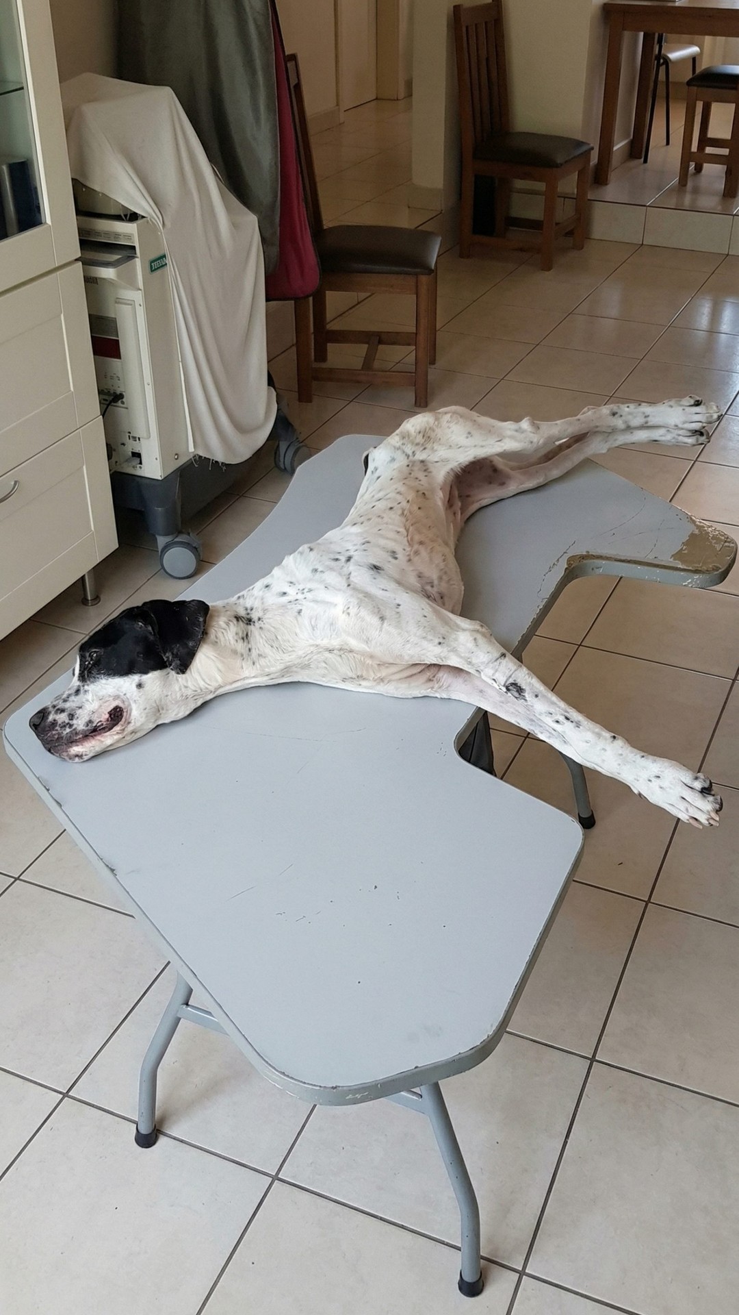 From Total Paralysis to Playful Pup: Micky's Incredible Recovery