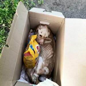 Nika's Journey: From Abandonment in a Box to a Loving Home